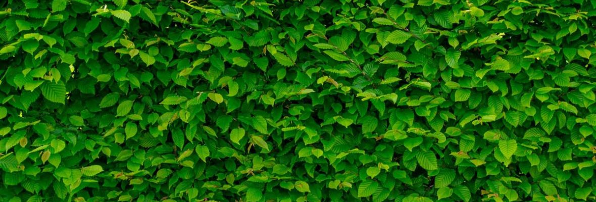 When should overgrown bushes be trimmed?